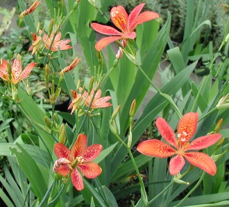 Pardancanda norrisii 'Arancio'