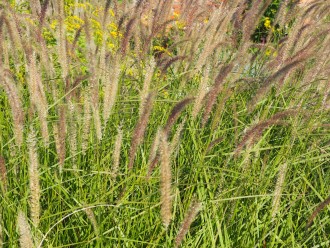 Pennisetum orientale 'Fairy Tails'