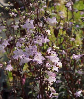 Penstemon digitalis 'Joke'