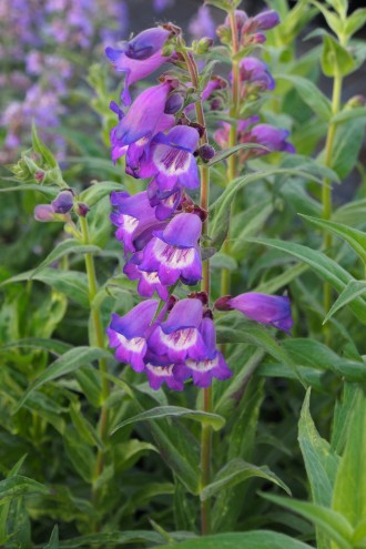 Penstemon hybridus 'Belvedere Blu'