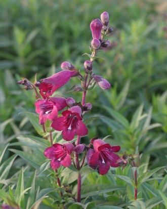 Penstemon hybridus 'Blackberry Ice'