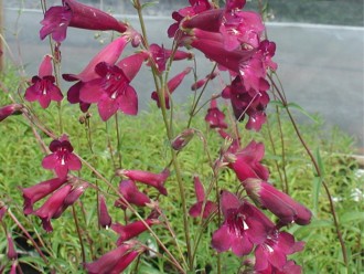 Penstemon hybridus 'Blackbird'