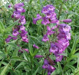 Penstemon hybridus 'Chaterine De La Mare'