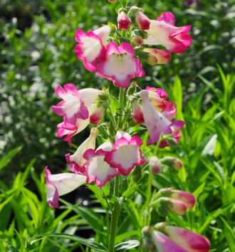 Penstemon hybridus 'Joan Farmer'