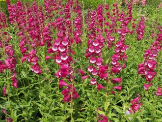 Penstemon hybridus 'Amalia'
