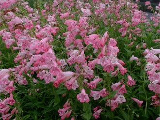 Penstemon hybridus 'Aurora Rosa'