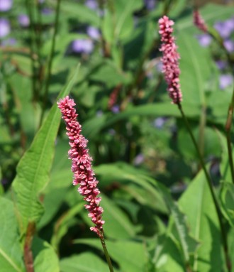 Salvia karwinskii