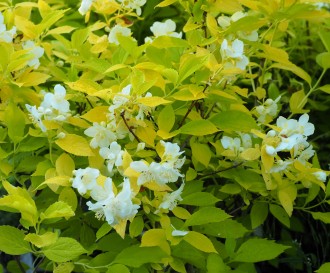 Philadelphus coronarius 'Aureus'