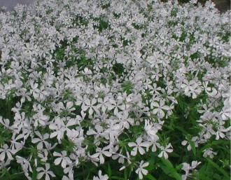 Phlox divaricata 'White Perfume'