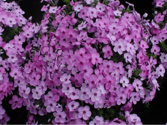 Phlox douglasii 'Eva'