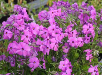 Phlox stolonifera 'Red Ridge'
