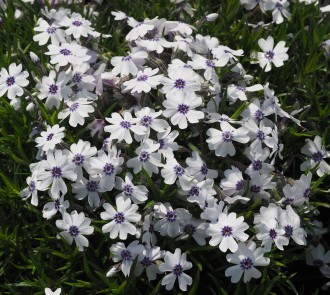 Phlox subulata 'Bavaria'