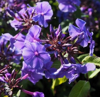 Salvia microphylla 'Blue...
