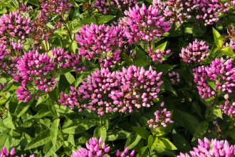 Phlox paniculata 'Butonik'