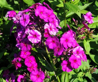 Phlox paniculata 'Düsterlohe'