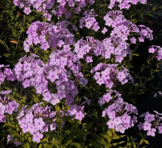 Phlox paniculata 'Errötendes Mädchen'