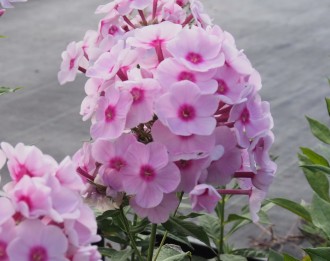 Phlox paniculata 'Kirmesländer'