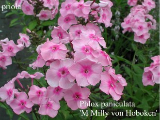 Phlox paniculata 'Milly van...