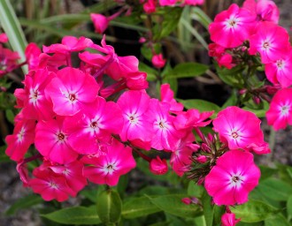 Phlox paniculata 'Sweet William'