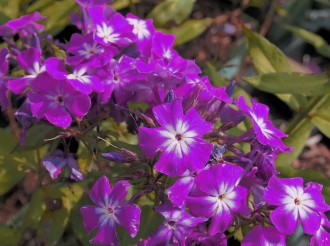 Phlox paniculata 'Wilhelm Kesselring'