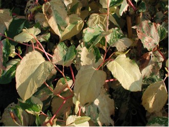 Rheynoutria japonica...