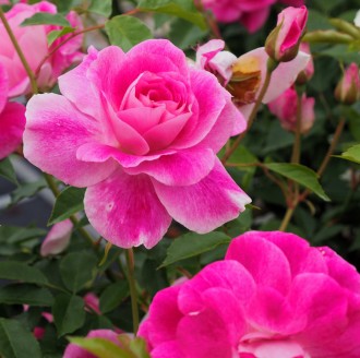 Rosa  'Brillant Pink...