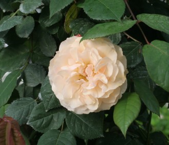 Rosa hybrida moschata 'Buff...