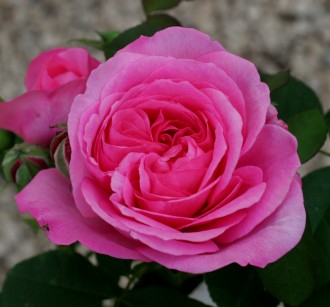 Rosa  'Gertrude Jekyll' ®