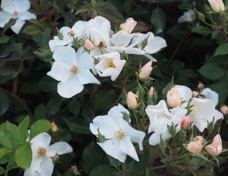 Rosa  'Kew Gardens'