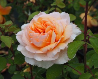 Rosa  'The Lady Gardener'