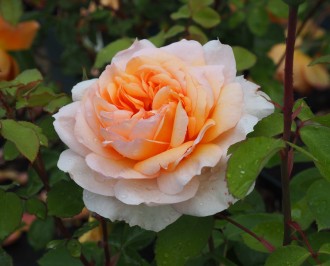 Rosa  'The Lady Gardener' ®