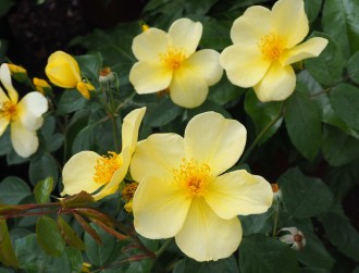 Rosa  'Tottering by Gently' ®