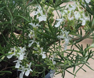 Rosmarinus officinalis 'Blanc des Calanques'