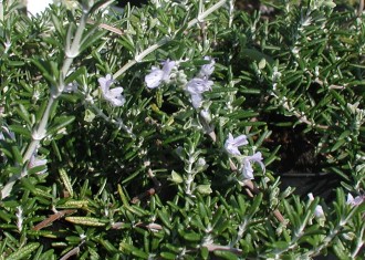 Rosmarinus officinalis 'Blue Lagune'