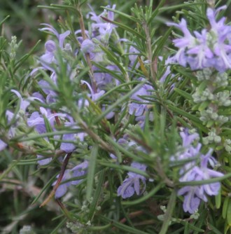 Rosmarinus officinalis 'Gethsemane'