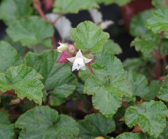 Rubus calycinoides 'Betty Ashbuerner'