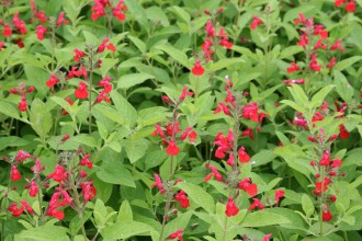 Salvia elegans 'Scarlet Pineapple'