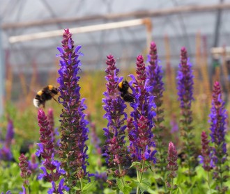 Salvia nemorosa 'Blue Bouquetta'