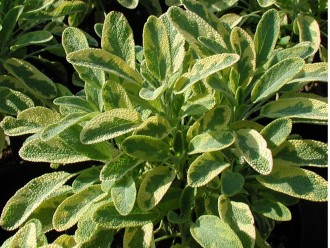 Salvia officinalis 'Jcterina'