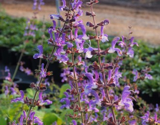 Salvia regeliana