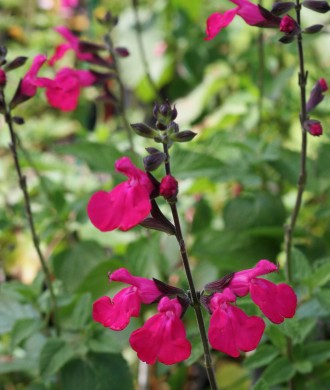 Salvia  'Dorset Wonder'