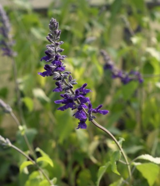 Salvia  'Indigo Spires'
