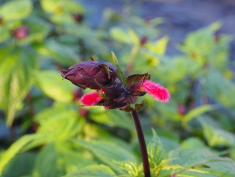 Salvia oxyphora