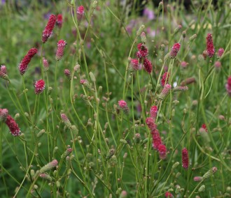 Sanguisorba poteriifolia