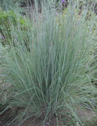 Schizachyrium scoparium 'The Blues'