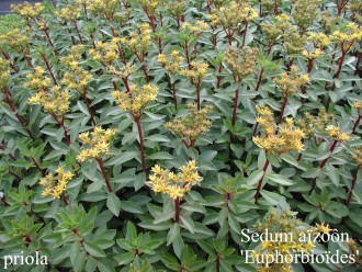 Sedum aïzoôn 'Euphorbioïdes'