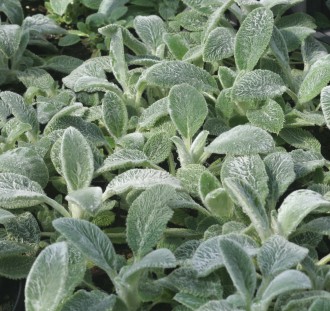 Stachys olympica 'Silver Carpet'