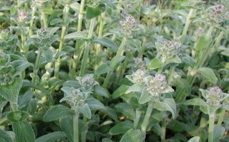 Stachys olympica 'Silky Fleece'