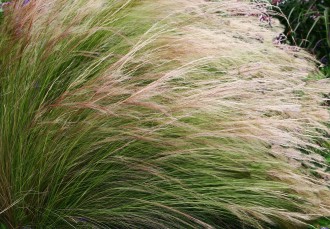 Stipa tenuissima