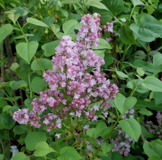Oxalis floribunda 'Alba'